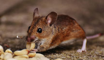 24 Hour & Emergency Exterminators in Rainbow City, AL
